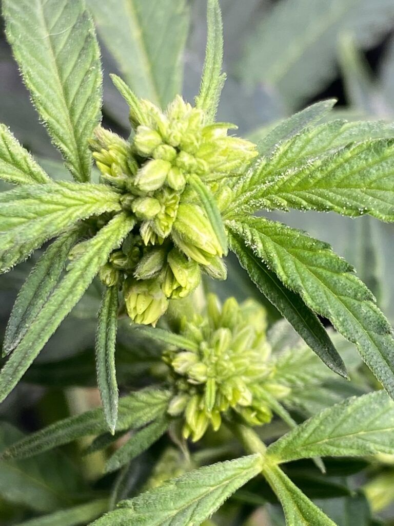 polen macho cannabis